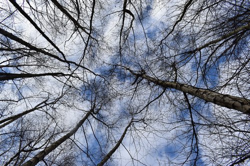 trees  sky  landscape