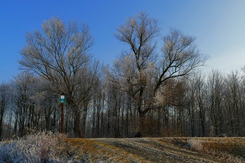 trees  winter  sky