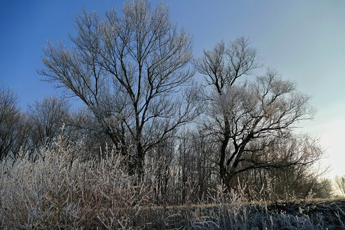 trees  sky  nature