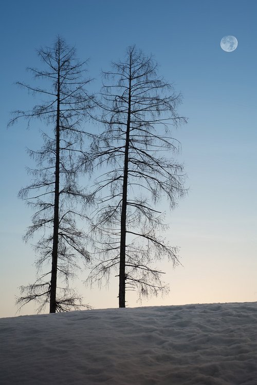 trees  winter  snow