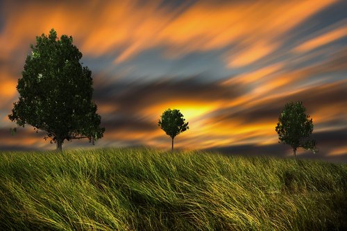 trees  sky  landscape