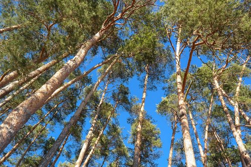trees  pine  log