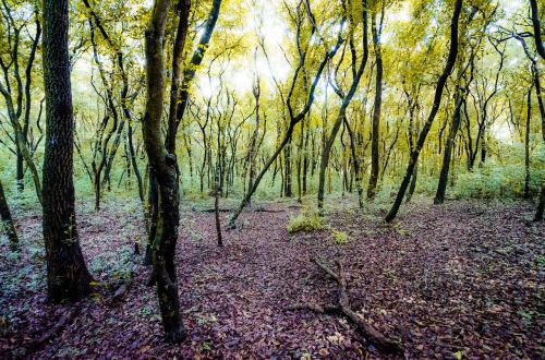 trees forest nature