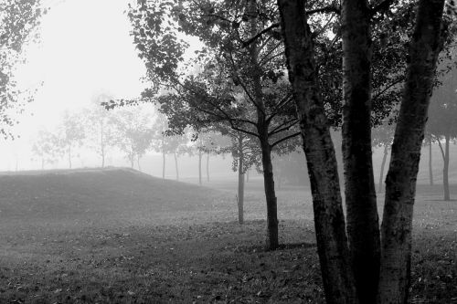 trees foggy morning