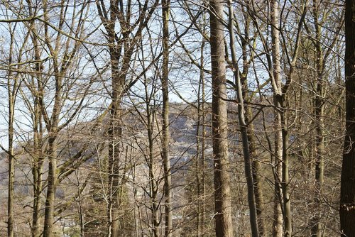 trees  nature forest  coniferous