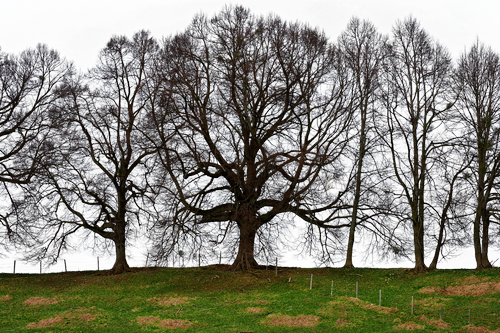 trees  grove of trees  meadow