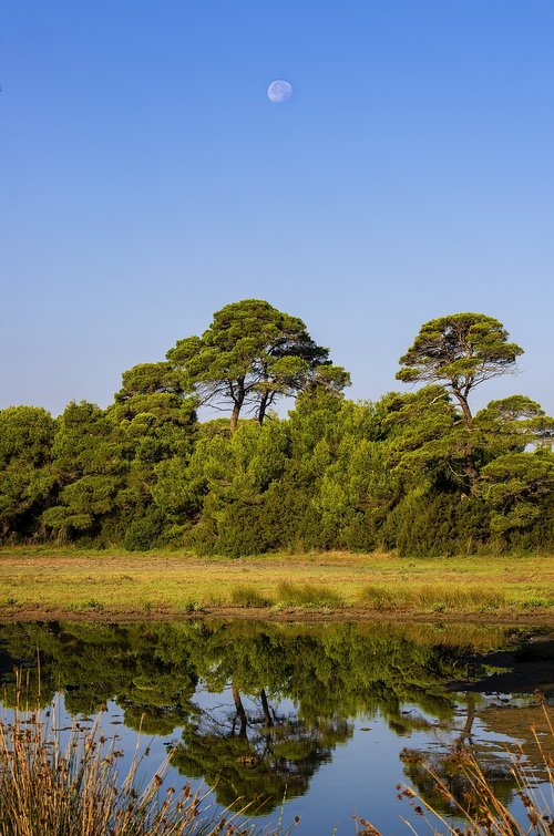 trees  reflections  water