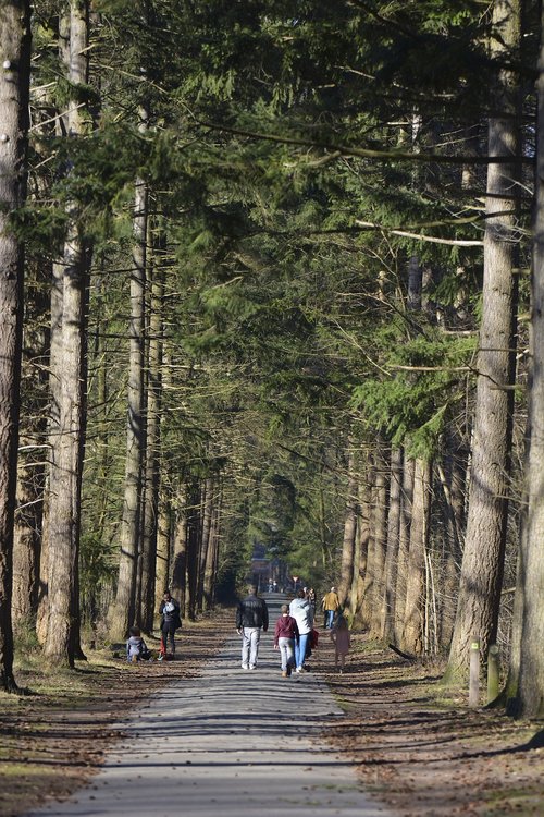 trees  walking path  nature