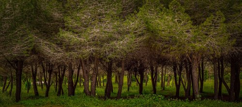 trees  park  nature