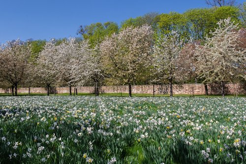 trees  field of flowers  spring