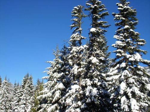 trees winter snow