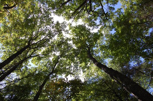 trees  sky  clouds