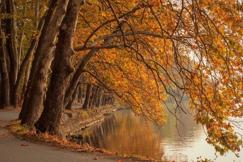 trees  lake  fall