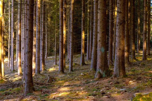 trees  forest  nature