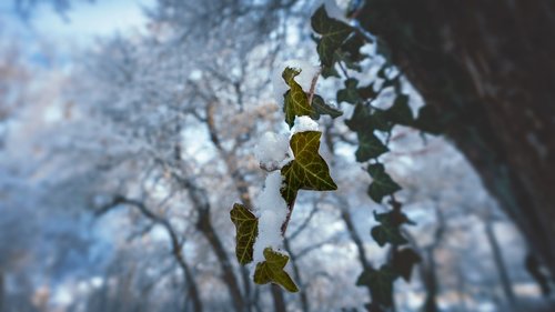 trees  winter  leaves
