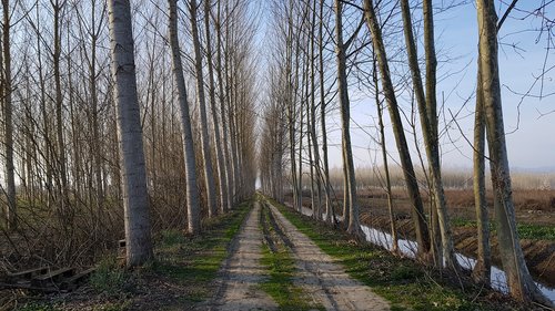 trees  swamp  nature