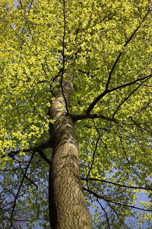 trees  forest  wood