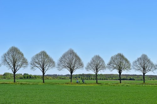 trees  row of trees  landscape