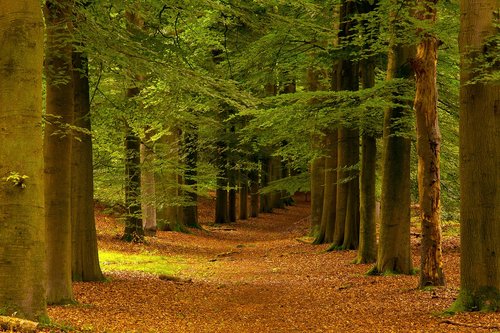 trees  forest  landscape