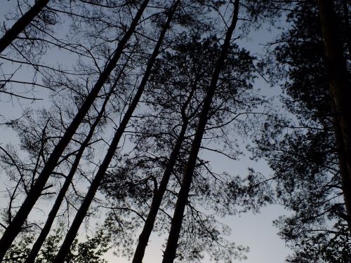 trees silhouette summer