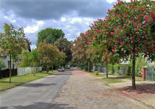 trees road autumn