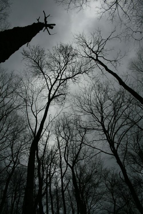 trees winter black