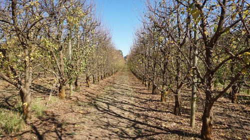 trees  fruit trees  orchard