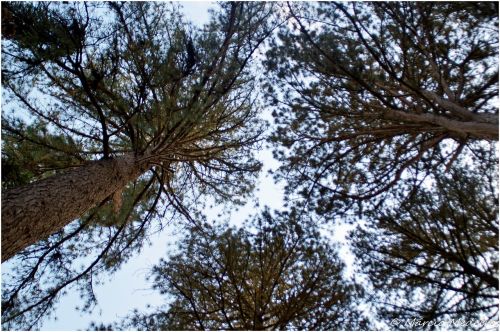 trees nature landscape