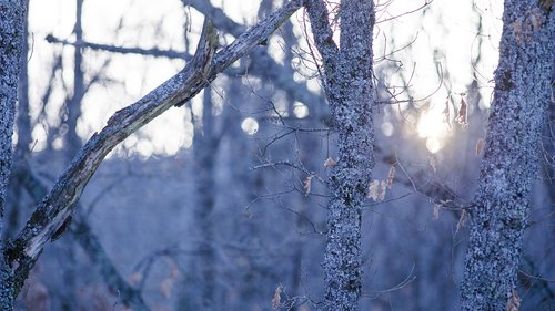 trees  snow  winter