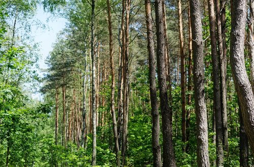 trees  top  forest