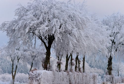 trees  winter  frozen