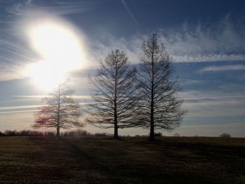 trees branches sky