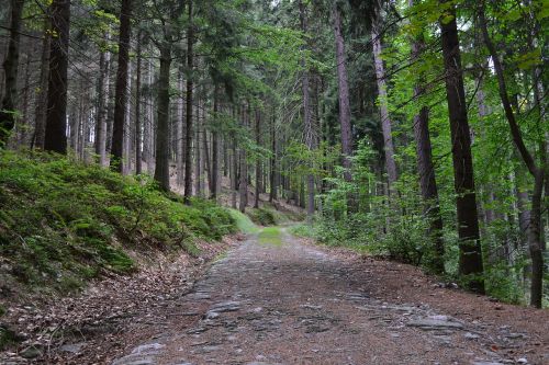 trees forest path