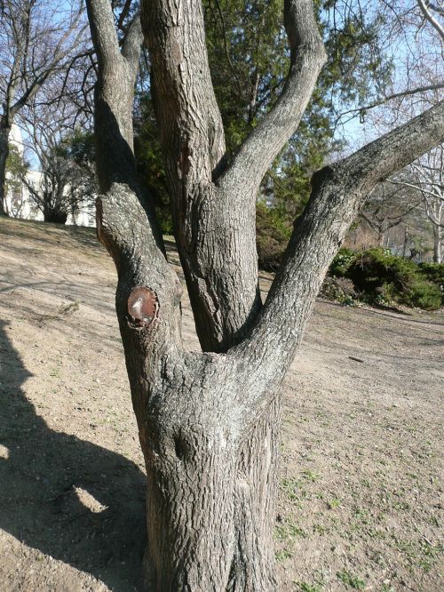 trees hugging organic