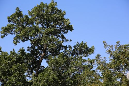 trees green nature