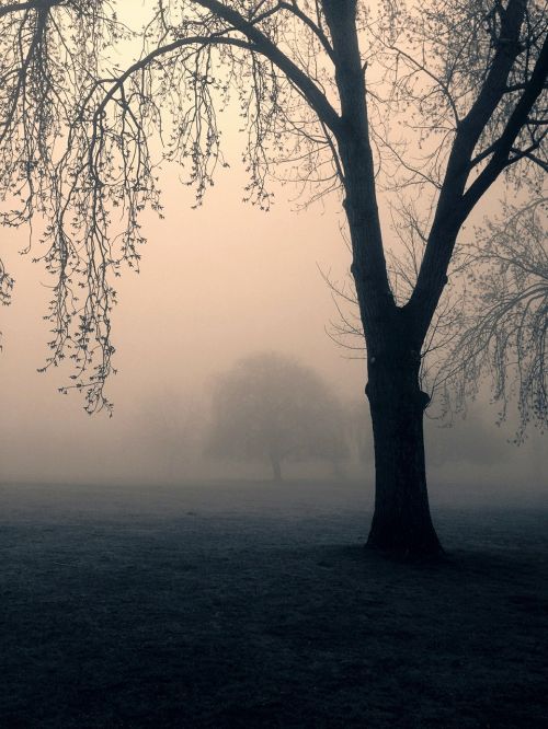 trees spooky mist
