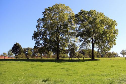 trees individually nature