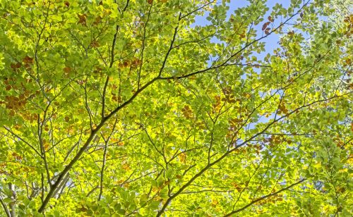 trees leaves green