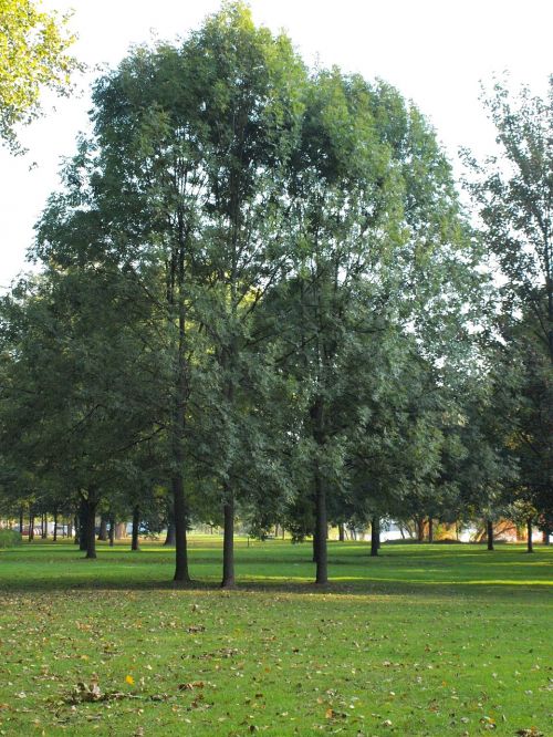 trees park main banks