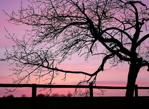 trees branches sunset