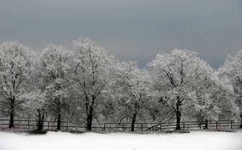 trees avenue winter mood