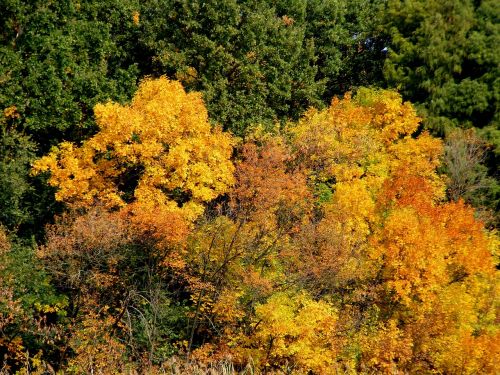 trees autumn landscape