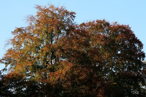 trees autumn mood autumn light