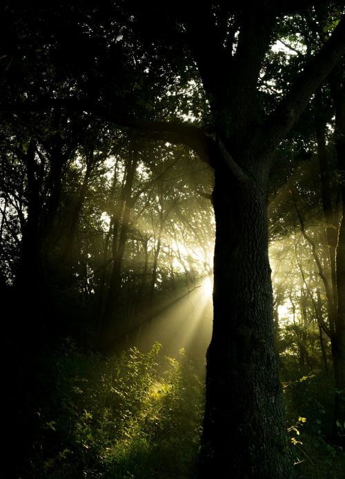 trees sunlight forest