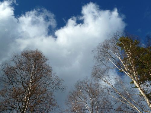 trees blue sky