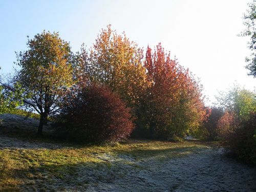 trees autumn frost