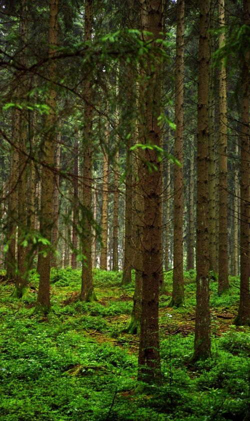 trees forest slovenia