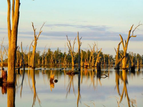 trees lake reflections