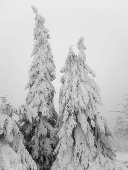 trees ice frost