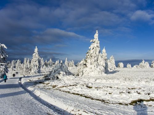 trees ice frost